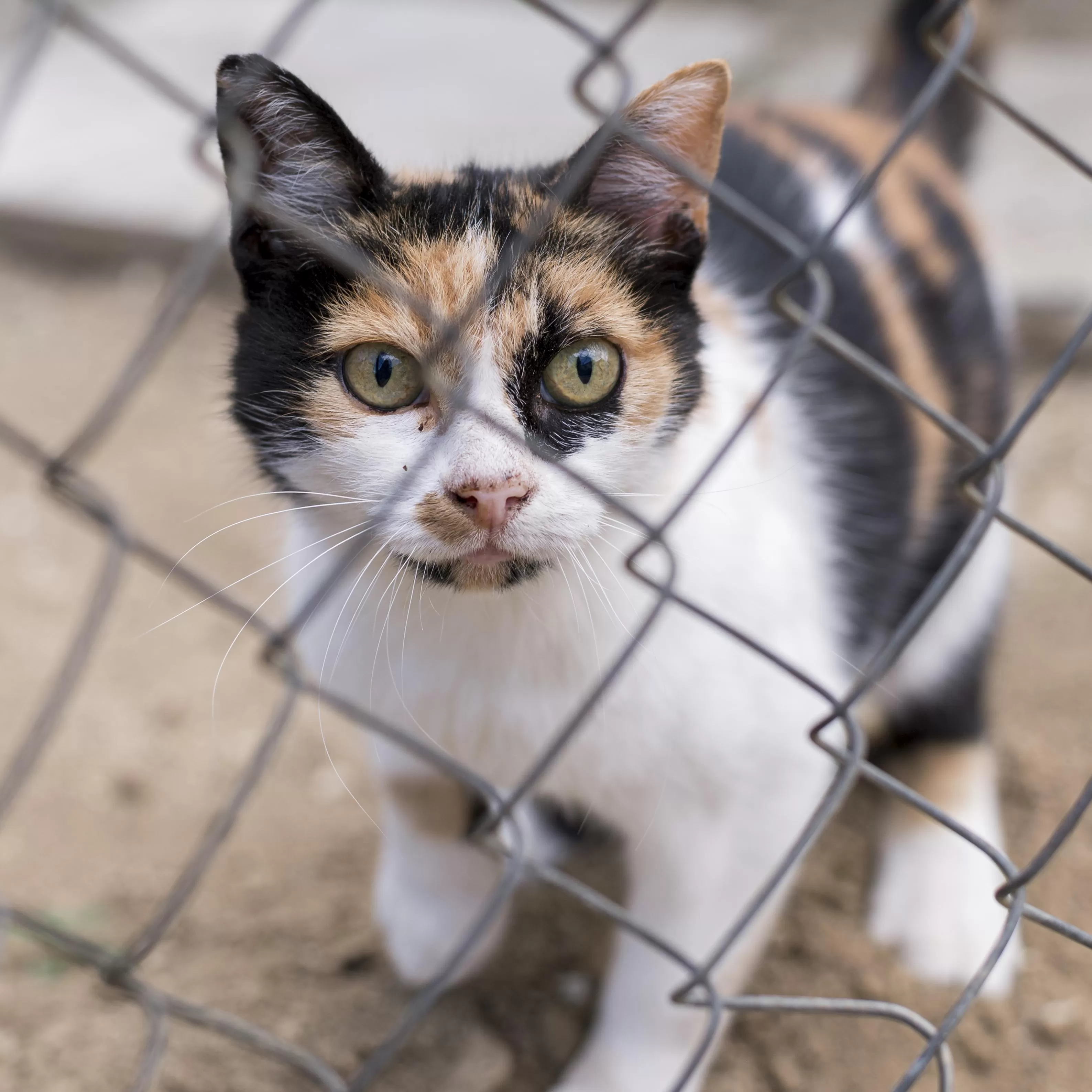 Adopter+en+refuge%2C+ce+n%E2%80%99est+pas+%E2%80%9Cr%C3%A9cup%C3%A9rer%E2%80%9D+un+animal Adopter+en+refuge%2C+ce+n%E2%80%99est+pas+%E2%80%9Cr%C3%A9cup%C3%A9rer%E2%80%9D+un+animal