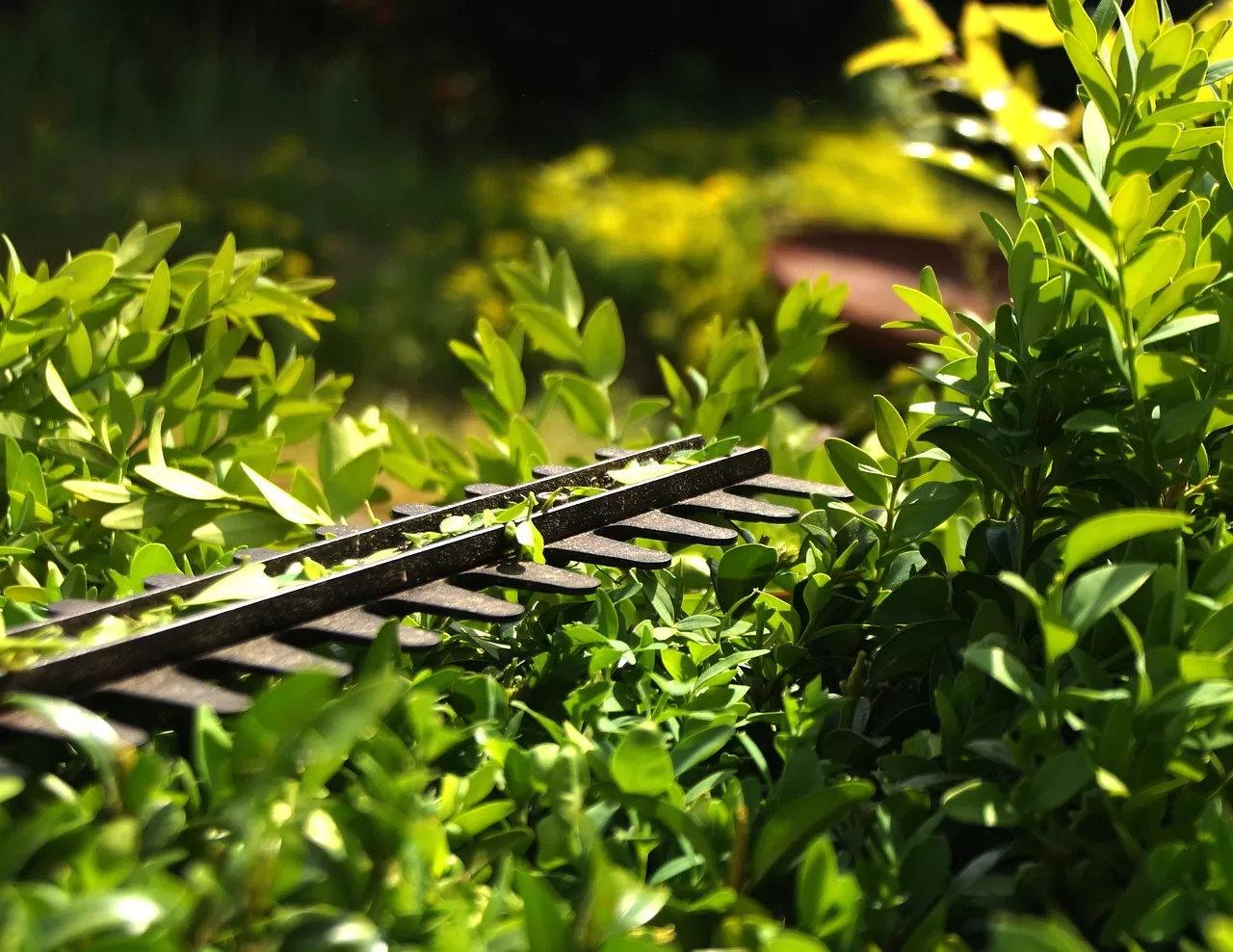 Révéler la beauté cachée de votre jardin grâce à l’aménagement paysager Révéler la beauté cachée de votre jardin grâce à l’aménagement paysager